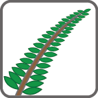 card_fern