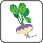 card_turnip