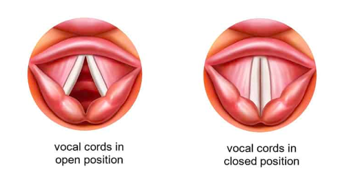 Image of open vocal cords and closed vocal cords